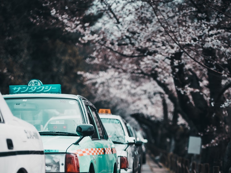 cherry blossom trees beside taxis during spring in japan
