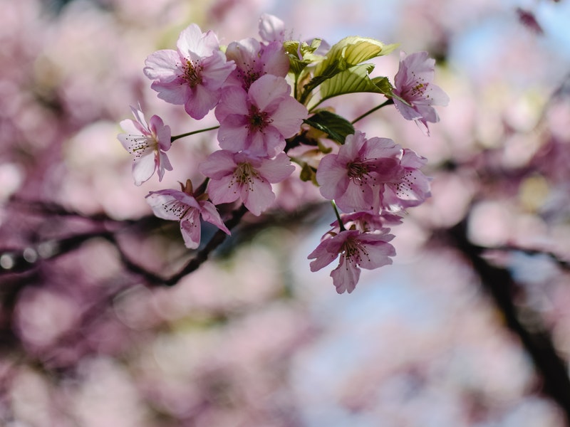 cherry blossoms during spring in japan