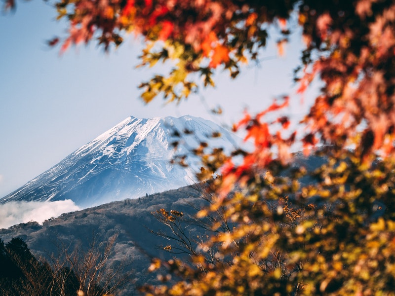 autumn trees near mt. fuji during autumn season in japan