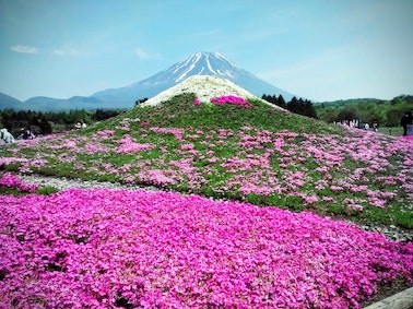 flower festivals during summer in japan near mt. fuji
