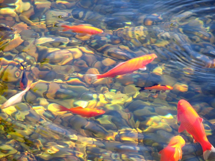 Goldfish on a beautiful japanese summer day