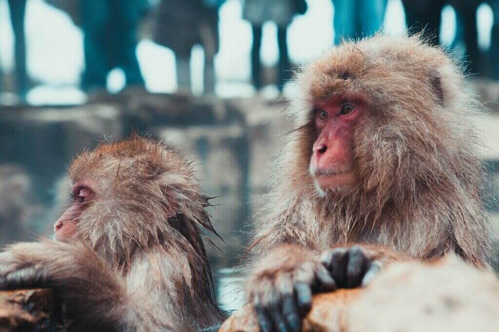 snow monkeys in hakuba near ski resorts in japan