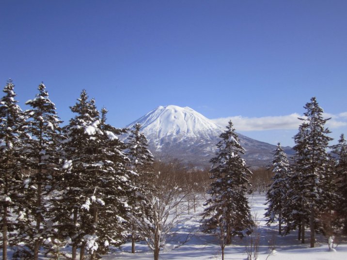 Japanese Christmas pine trees japan mt fuji