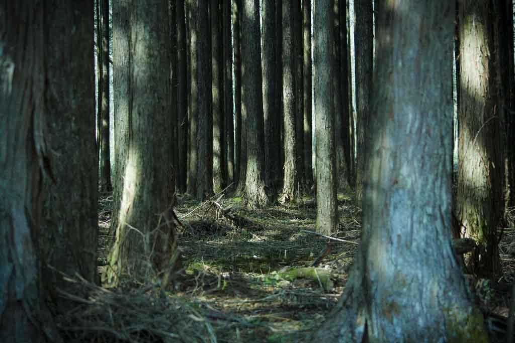 japanese nature outside tokyo