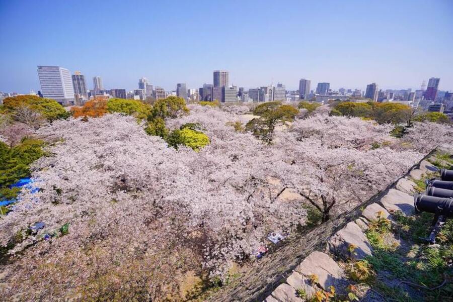 things to do in fukuoka in spring - visit maizuru park