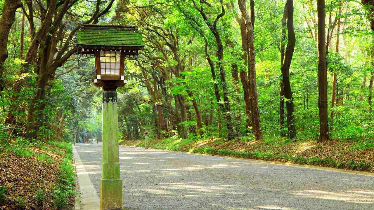 Walking in a Japanese forest