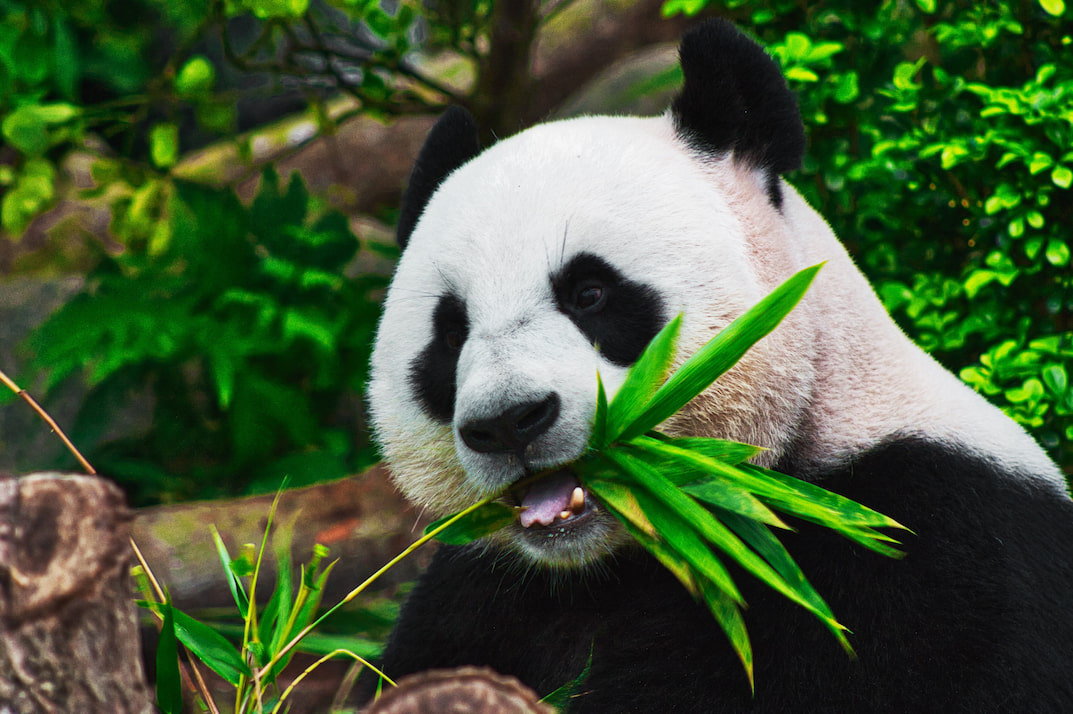 Seeing a panda eating bamboo is on the list of things to do in Ueno