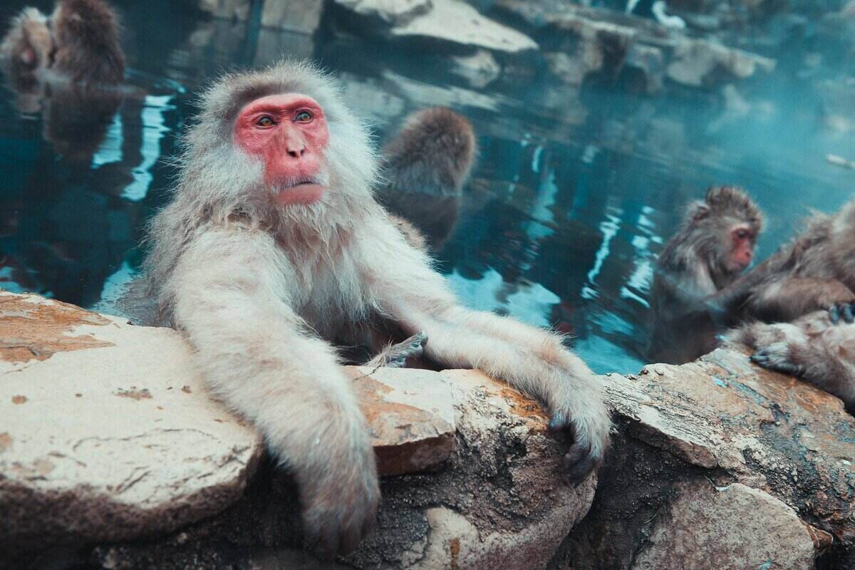 Monkeys bathing at the Snow Monkey Onsen