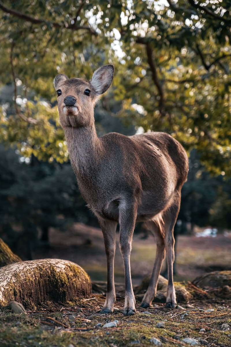 A singular shika deer, the type of deer that Nara is known for, stands under a tree looking past you into the distance