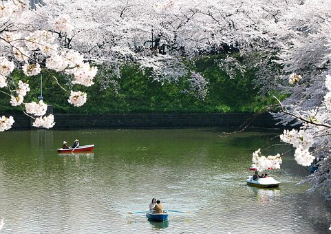 A lake under cherry blossom canopies in Japan