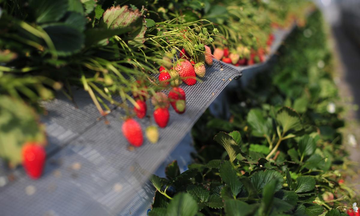 Homestay in Japan - farmstay on a strawberry farm
