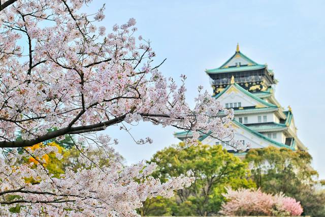 close up of cherry blossoms with osaka castle in the background