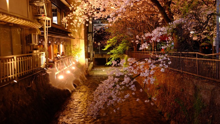 What to do in tokyo at night - Cherry Blossoms